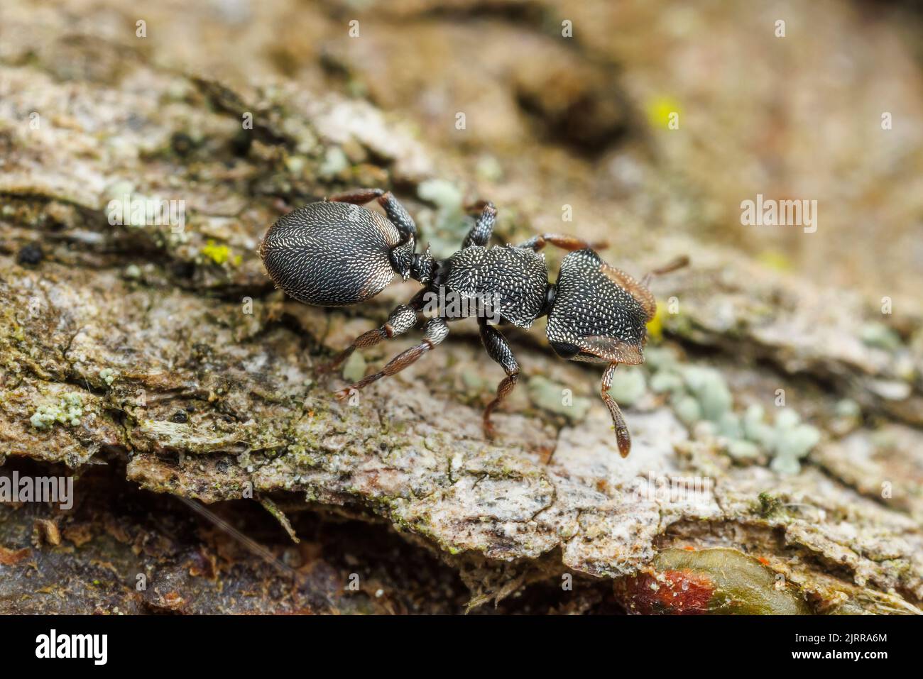 Ant de la tortue du Texas (Cephalotes texanus) sur un arbre de Mesquite au miel (Prosopis glandulosa). Banque D'Images