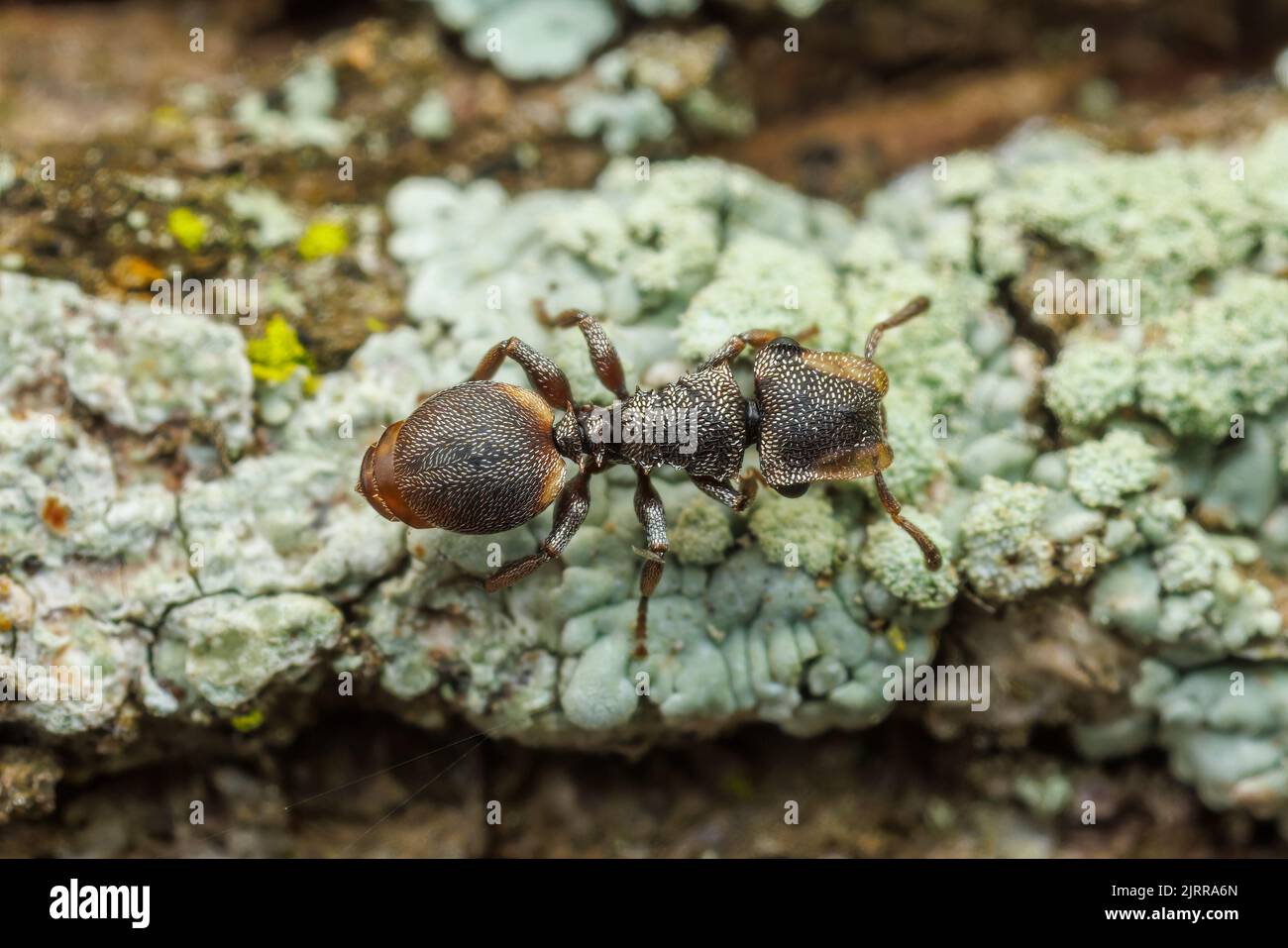 Ant de la tortue du Texas (Cephalotes texanus) sur un arbre de Mesquite au miel (Prosopis glandulosa). Banque D'Images