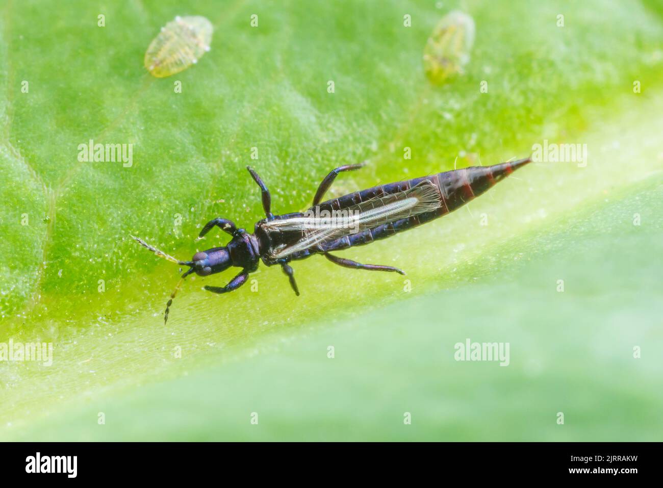 Trip à queue tubulaire (Elaphrothrips sp.) sur une feuille de tulipe (Liriodendron tulipifera). Banque D'Images