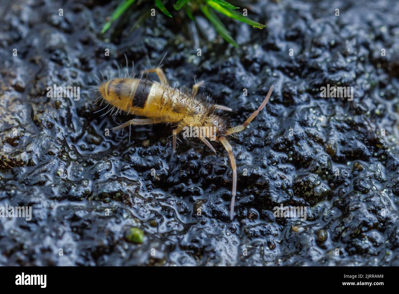 Queue de Springtail mince (Orchesella cincta) Banque D'Images