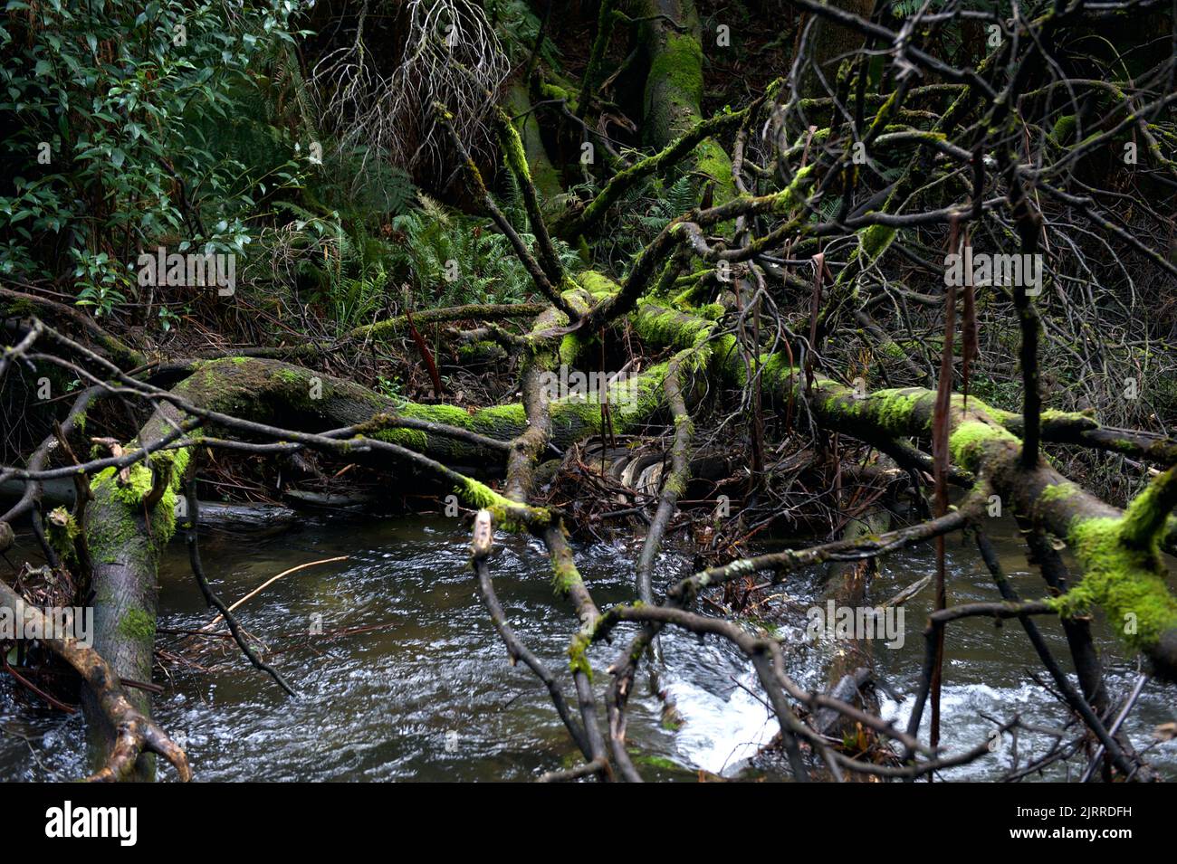 C'est Badger Creek, au-dessus de Badger Weir, près de Healesville, à Victoria, en Australie. C'est dans une forêt pluviale tempérée - et c'était vraiment humide ! Banque D'Images