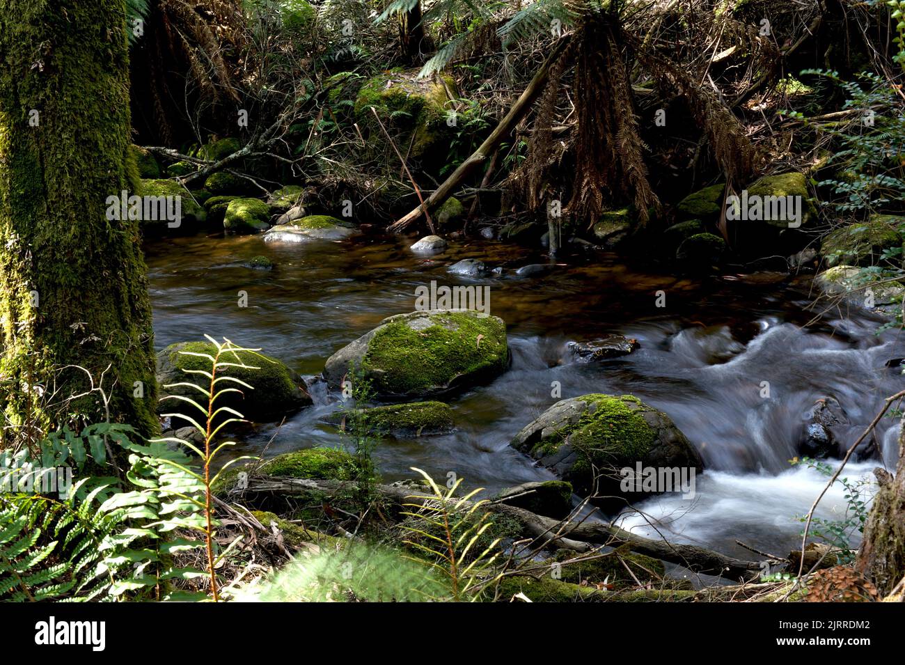 C'est Badger Creek, au-dessus de Badger Weir, près de Healesville, à Victoria, en Australie. C'est dans une forêt pluviale tempérée - et c'était vraiment humide ! Banque D'Images