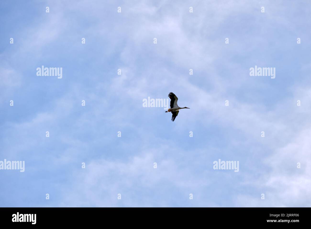 Oiseau de porc avec ailes étalées volantes, en haut dans le ciel bleu Banque D'Images