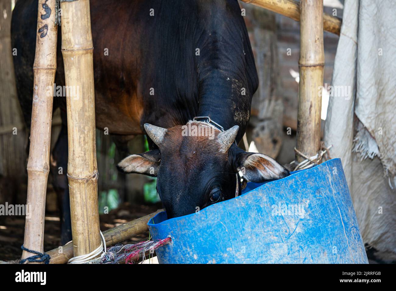 Agriculture industrie , troupeau de vaches - vaches noires et blanches Banque D'Images