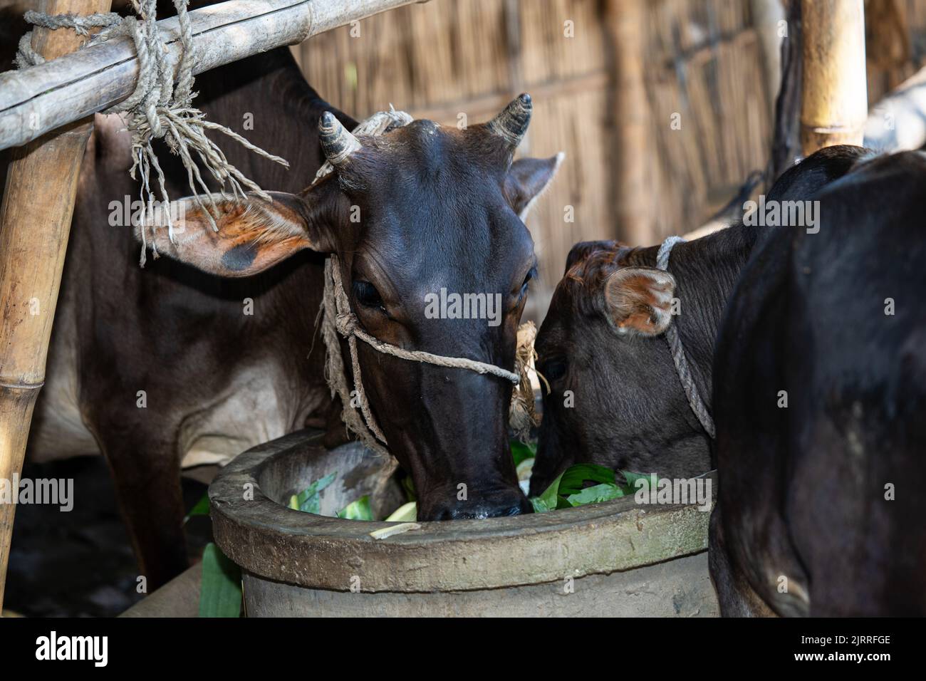 Agriculture industrie , troupeau de vaches - vaches noires et blanches Banque D'Images