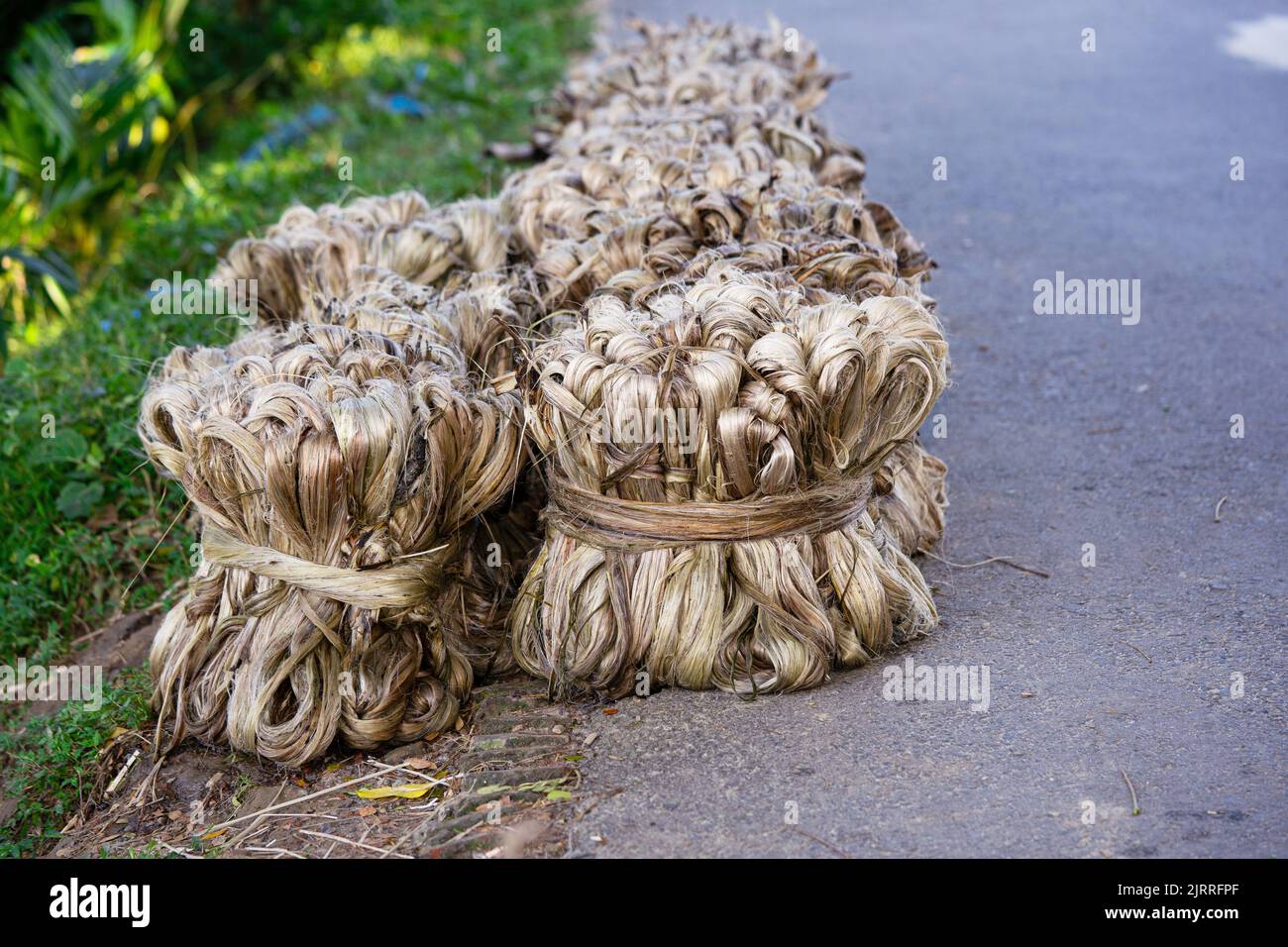 Fibre de jute végétale, suspension de fibre de jute brute Banque D'Images