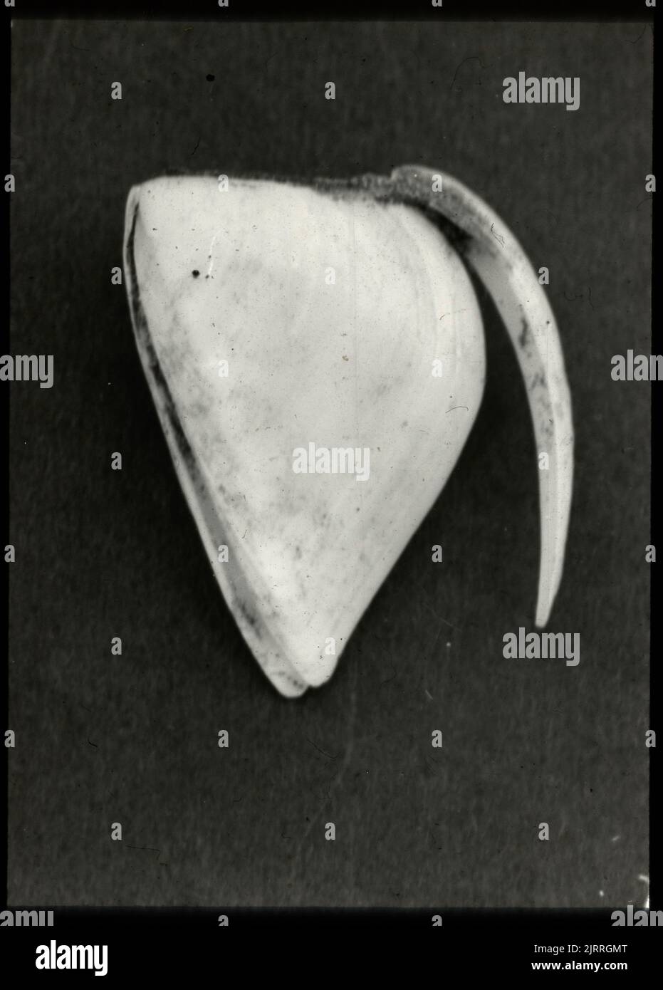 Coquille carcarceuse du chaland à tiges charnues (Lepas) provenant de la colonie sur la fonte à l'embouchure, rivière Otaki, 29 octobre 1922, Île du Nord, par Leslie Adkin. Don de la famille Adkin, 1997. Banque D'Images