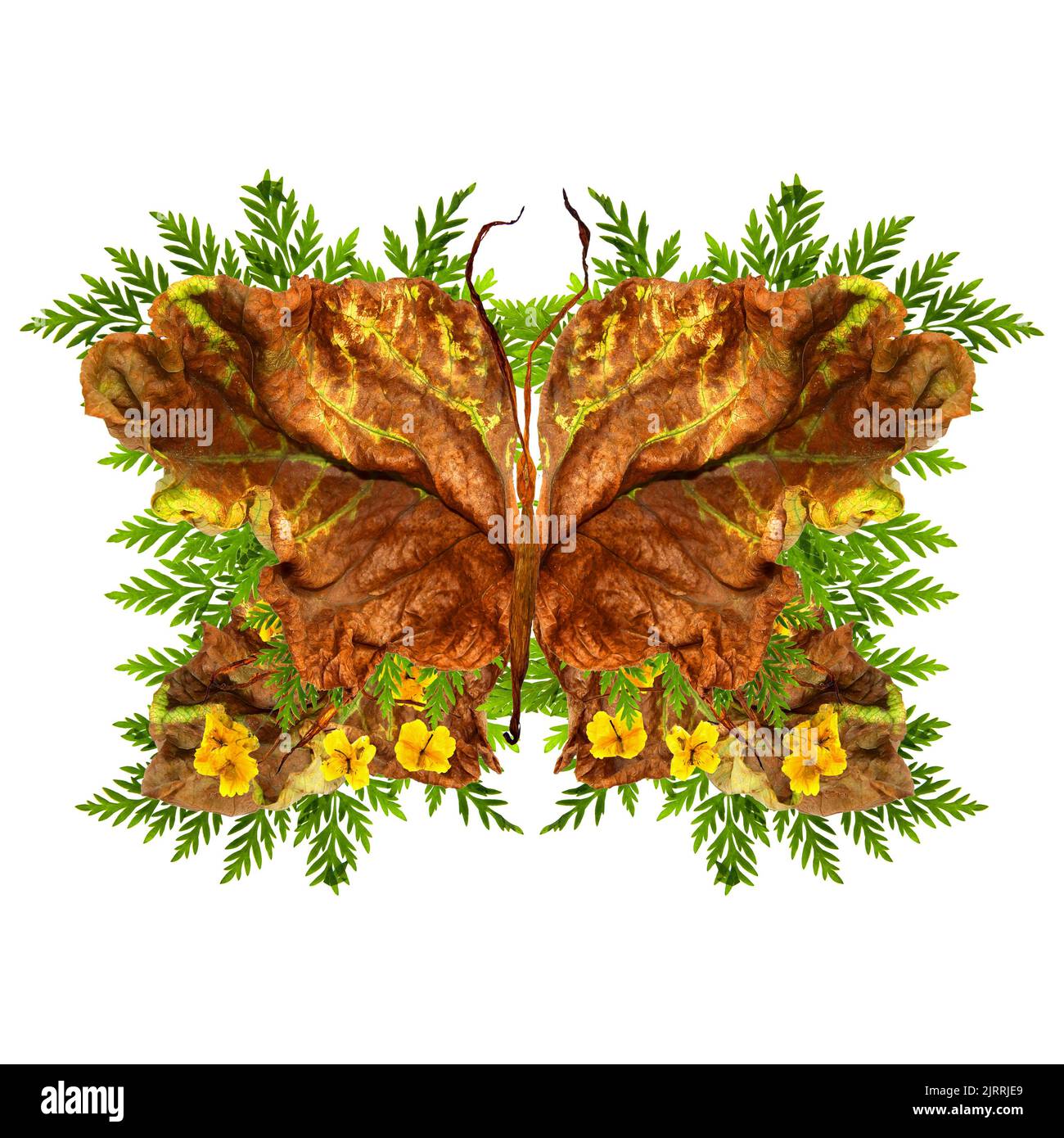 papillon floral fait de pétales de nénuphars séchés et incurvés. celandine jaune fleurs pressées et séché un énorme brun froissé avec du an doré Banque D'Images