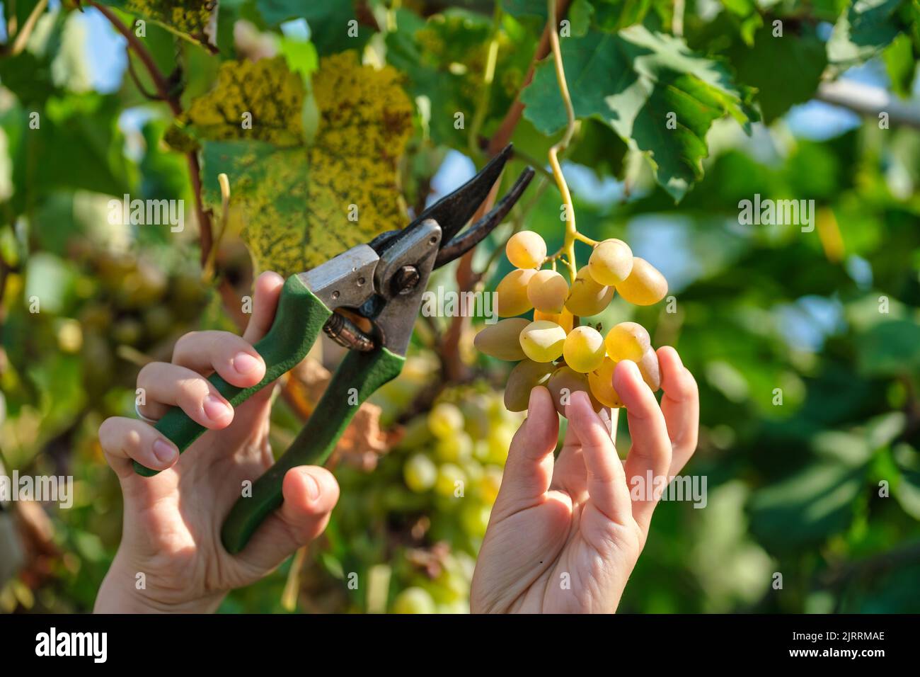 Gros plan sur les mains des travailleurs coupant des raisins blancs de la vigne pendant la récolte du vin dans le vignoble italien. Banque D'Images