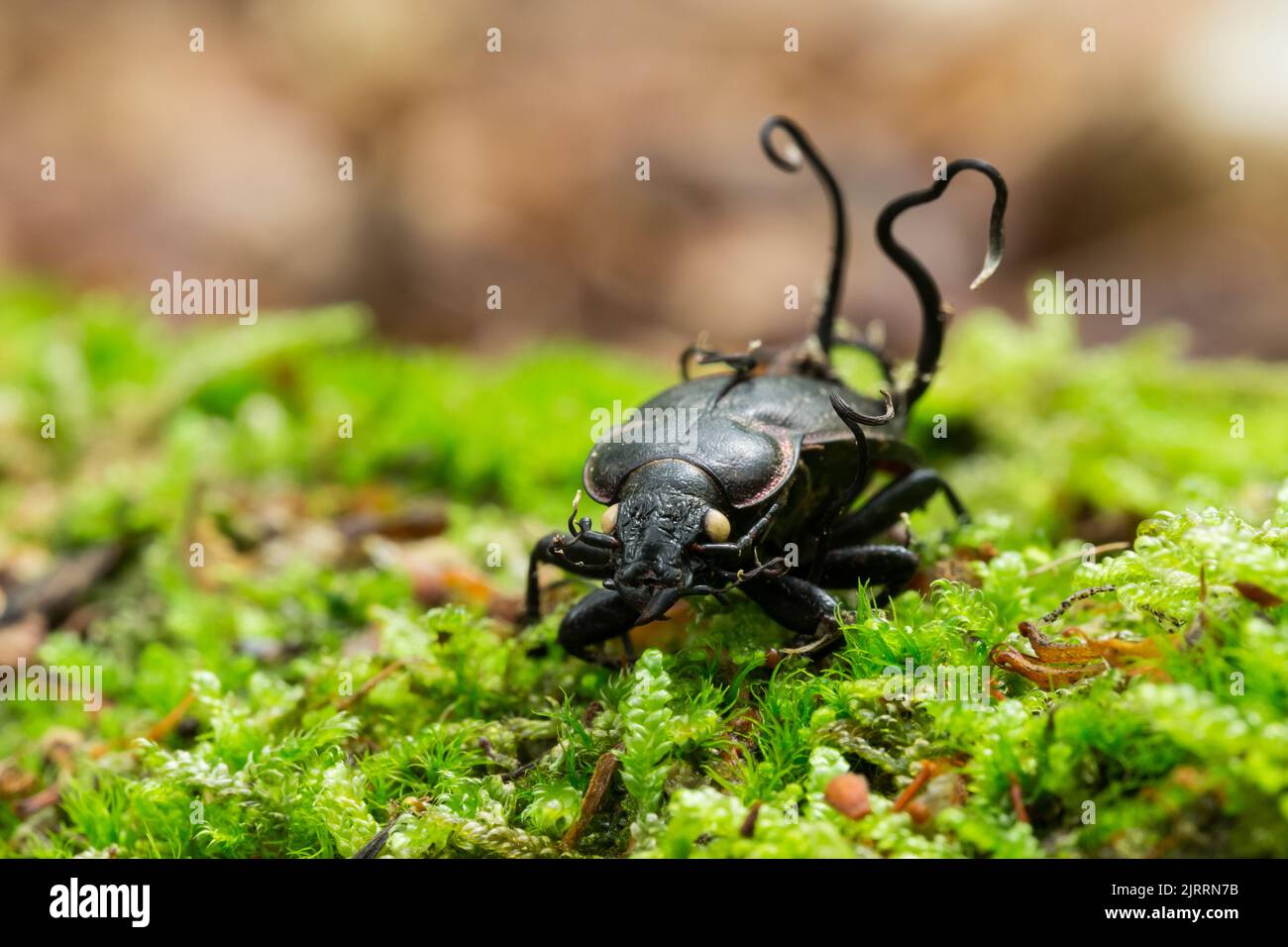 Champignons ascomycètes parasites possédant un coléoptère de carabid en bronze Banque D'Images
