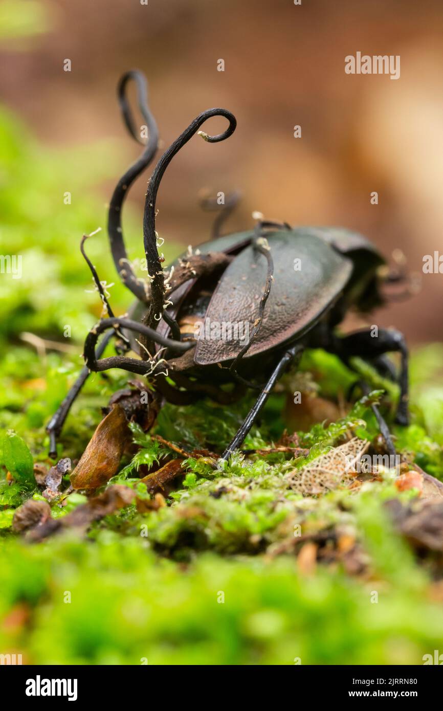 Champignons ascomycètes parasites possédant un coléoptère de carabid en bronze Banque D'Images