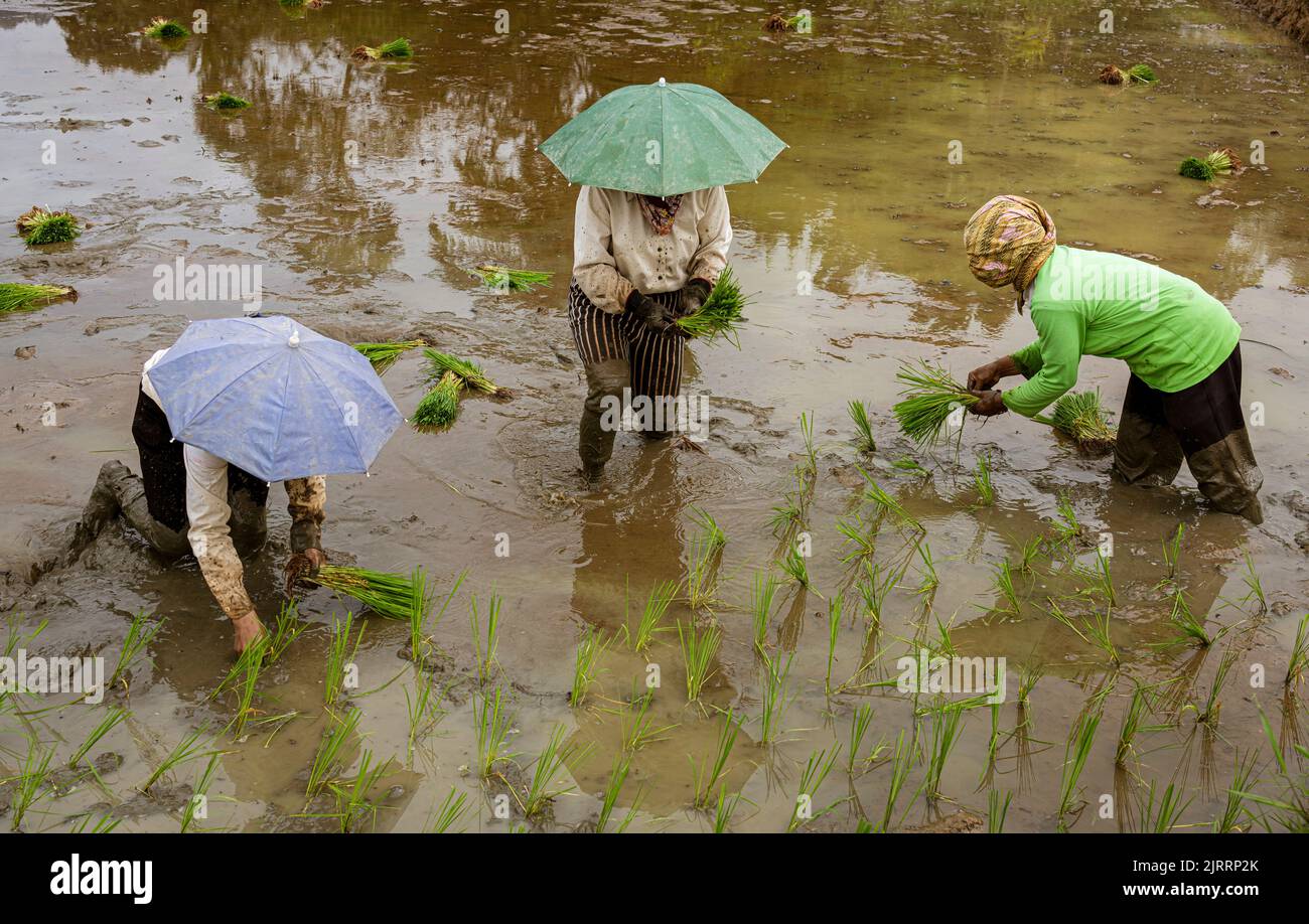 Indonésie, 13 juin 2022 - les femmes plantent du riz dans un champ couvert d'eau. Banque D'Images
