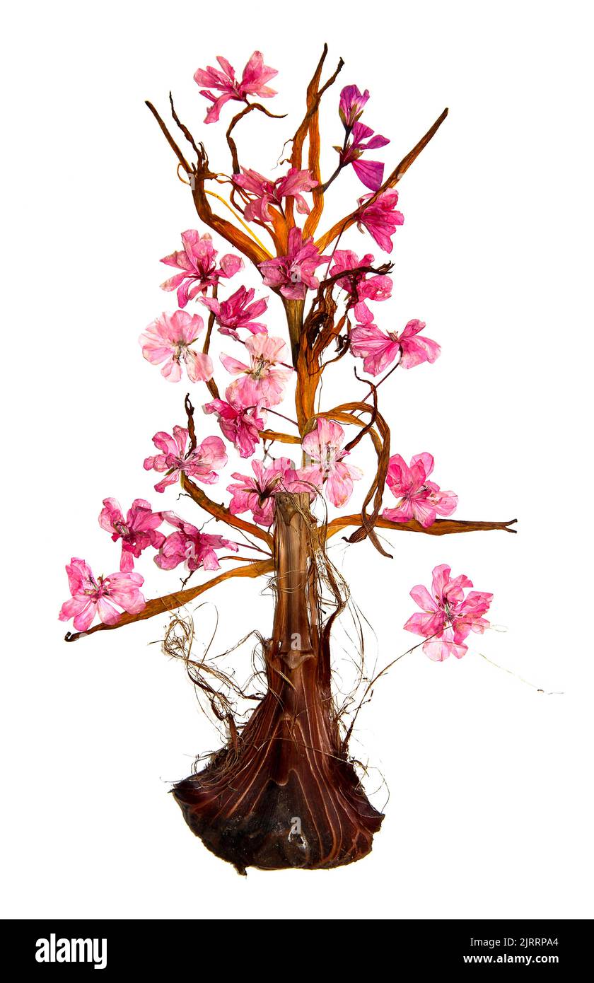 Bonsai fait de pétales de nénuphars séchés, de peau d'oignon d'iris et de géraniums de fleurs pressées Banque D'Images