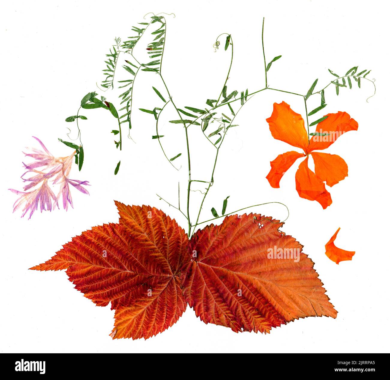 feuilles d'automne séchées et fleur de plantes isolées sur fond blanc pour le scrapbook, feuilles d'automne rugueuses. Banque D'Images