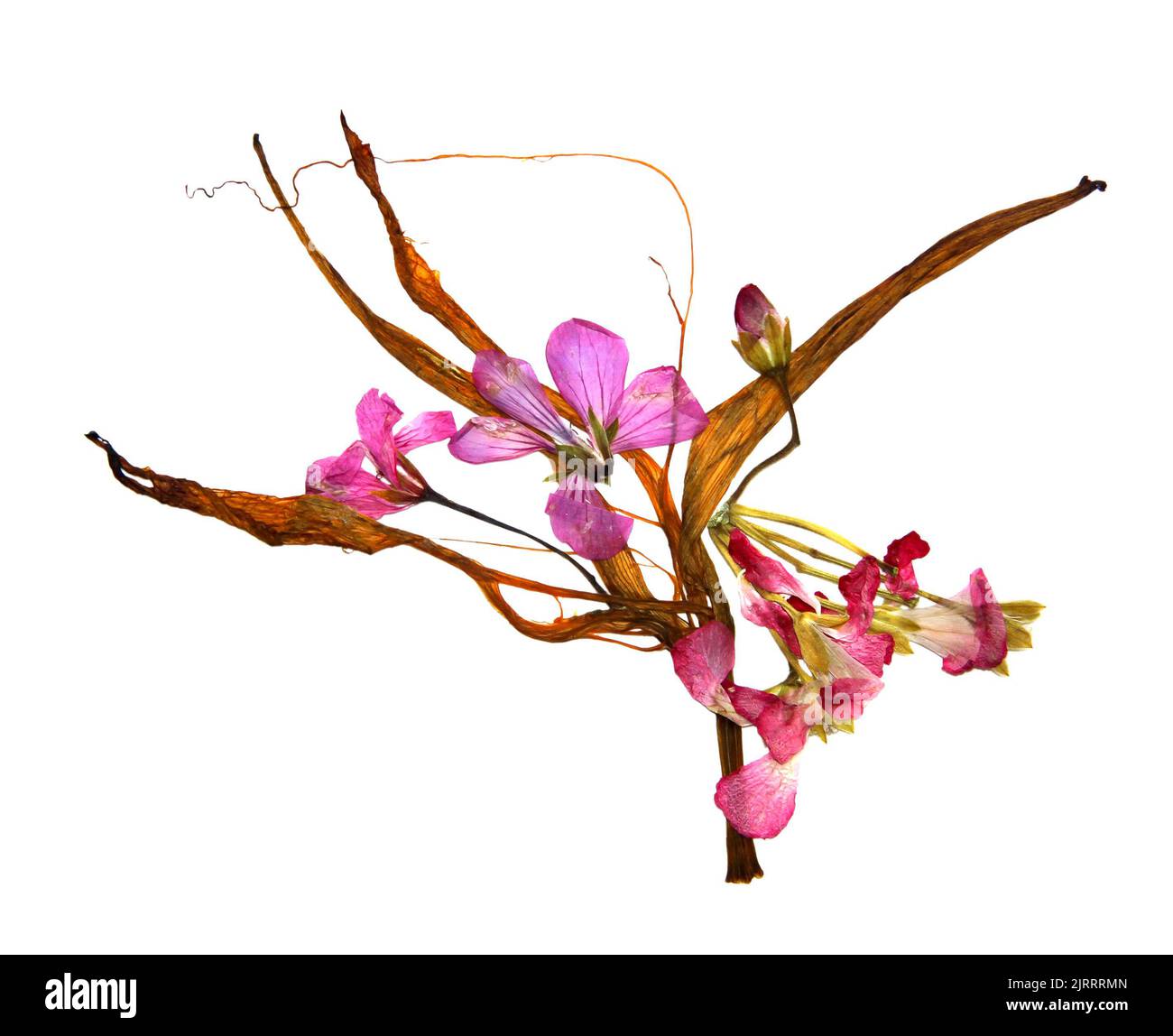 Pétales de nénuphars séchés et fleurs pressées géraniums Banque D'Images