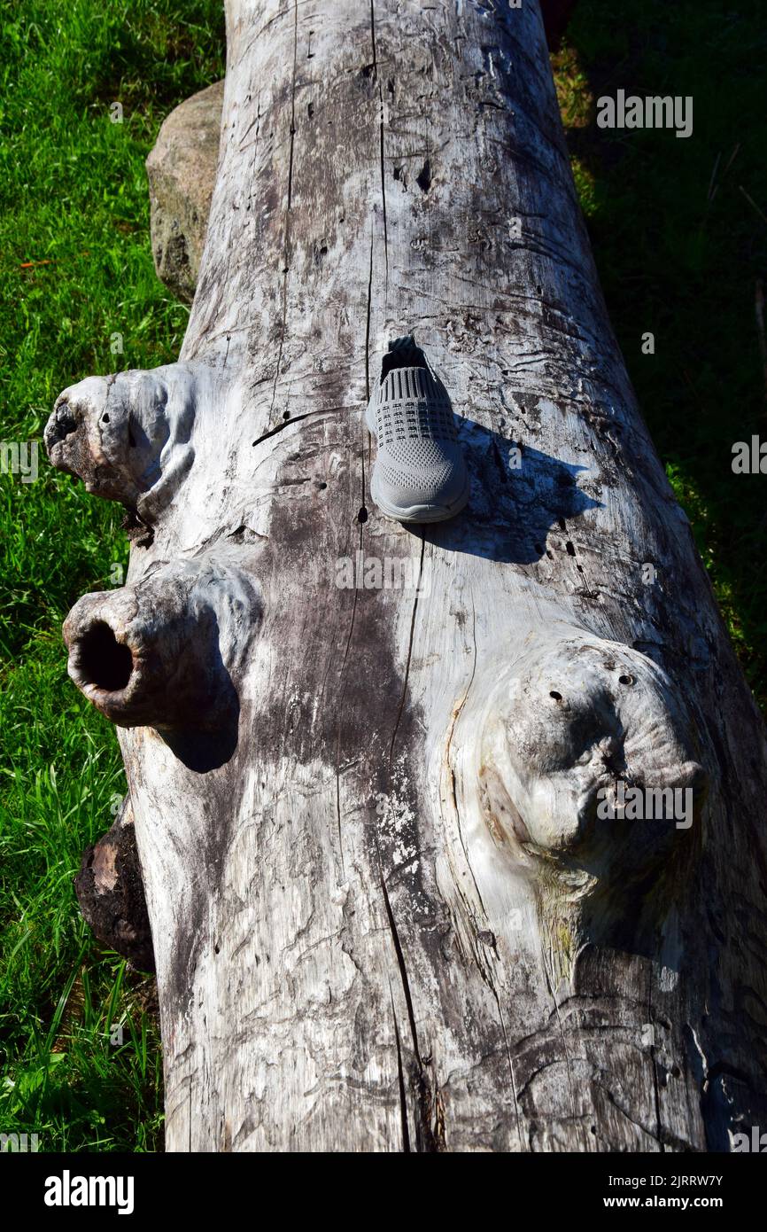 Une chaussure de sport sur un tronc d'arbre sous la lumière du soleil Banque D'Images