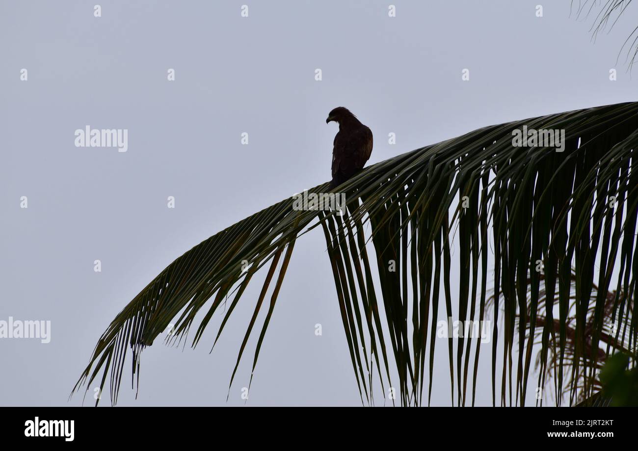 Un aigle assis sur une feuille de noix de coco au crépuscule Banque D'Images