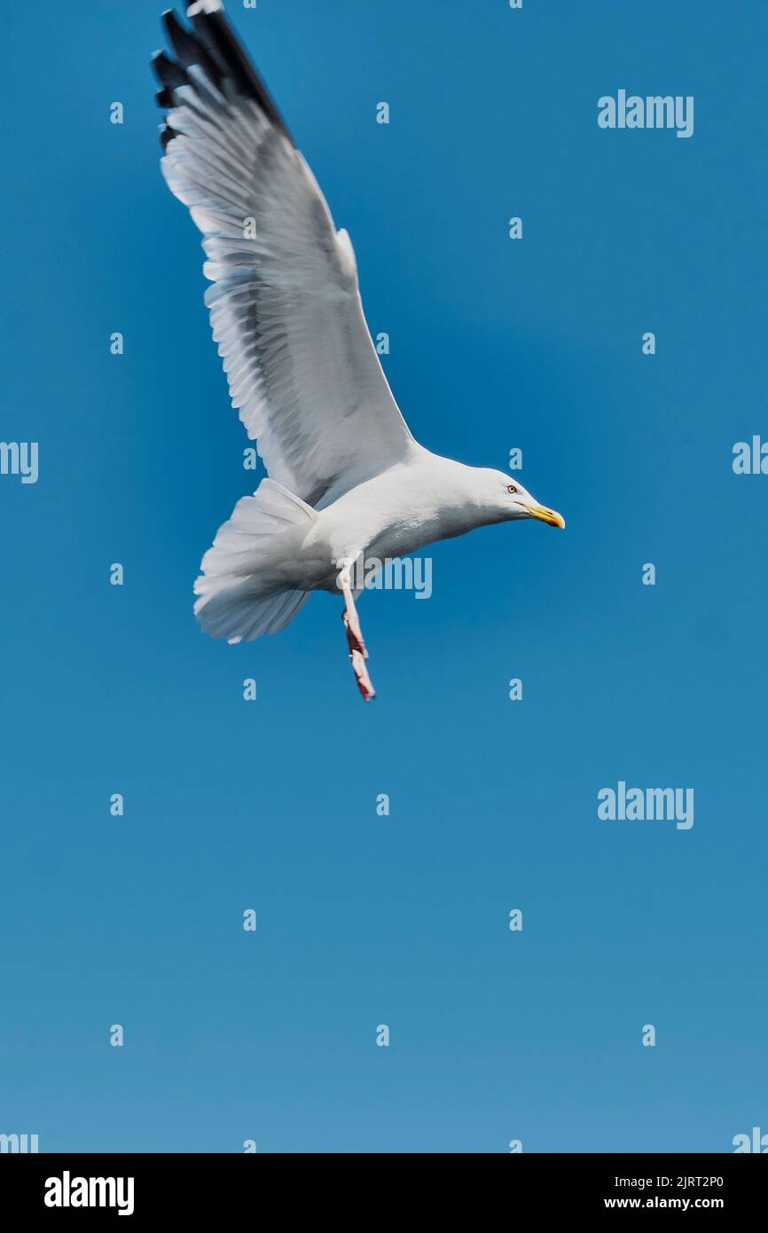 Portrait du gull de Baikal volant dans le ciel bleu, descendant . Mouvement flou Banque D'Images