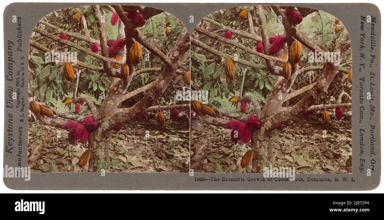 La croissance excentrique de Cocoa Pods, Dominique, BWI, 1903, Dominique, Par Keystone View Company. Banque D'Images