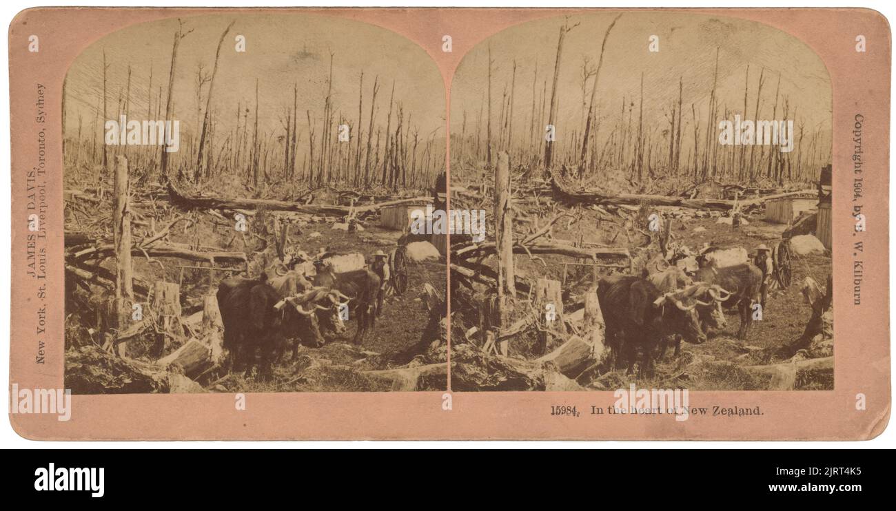 Au coeur de la Nouvelle-Zélande, 1904, Nouvelle-Zélande, par Kilburn Brothers. Banque D'Images