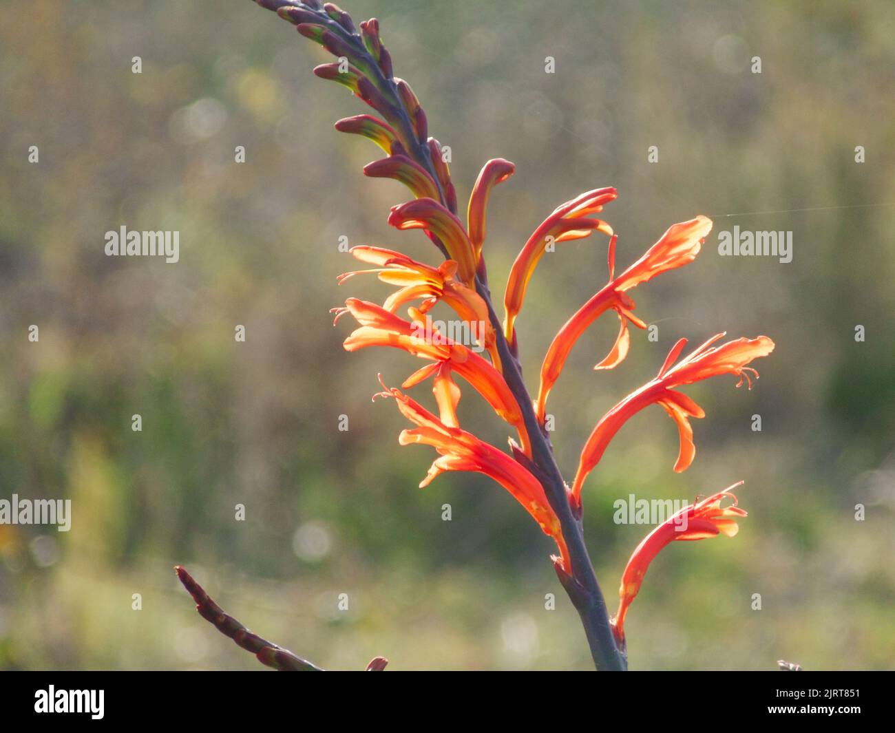 Gros plan d'un Chasmanthe floribunda avec un arrière-plan flou Banque D'Images