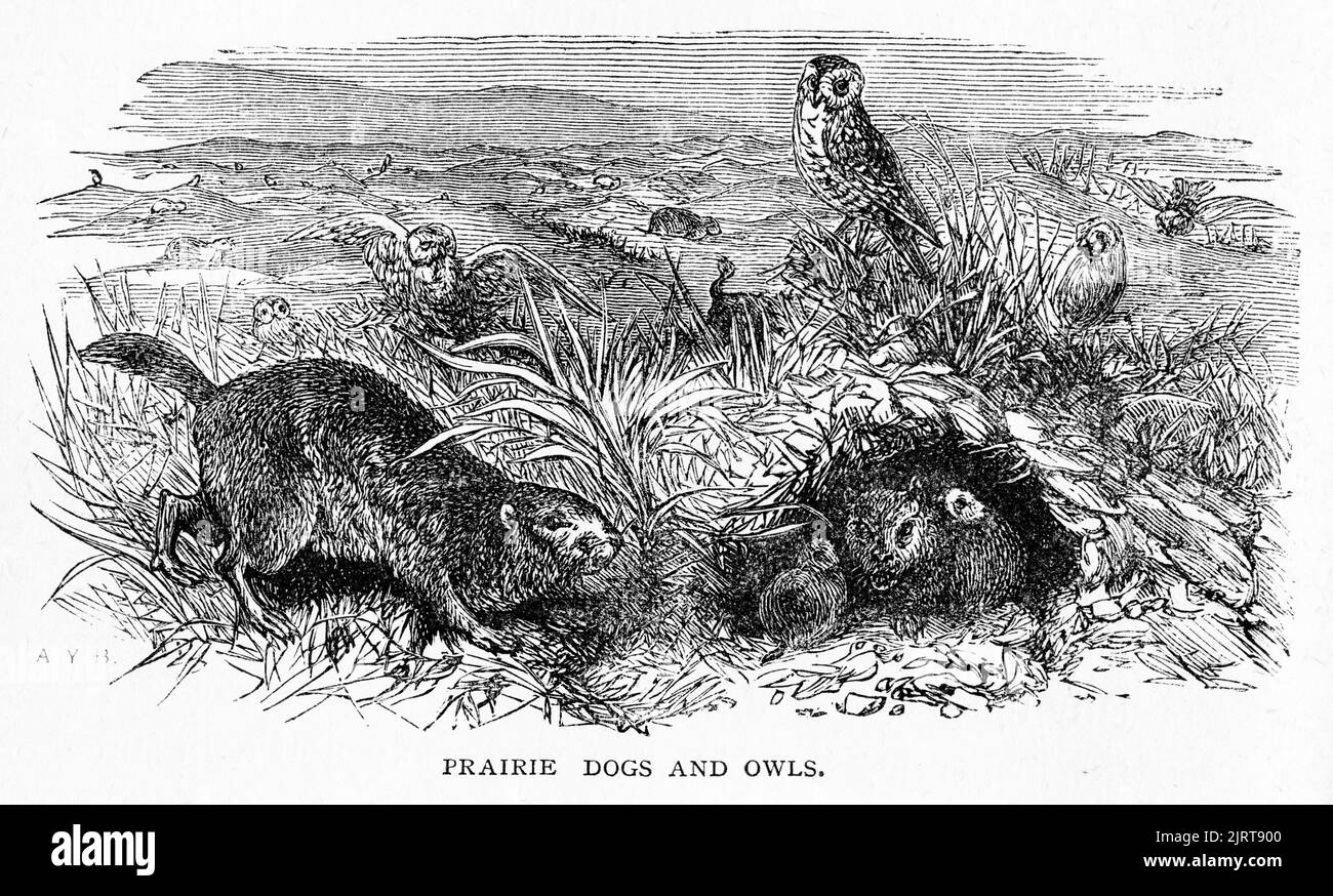 Gravure de chiens de prairie (genre Cynomys) et de hiboux, d'Un voyage dans le Sunbeam par la baronne Anna 'Annie' Brassey (1839 – 1887), publiée en 1878 Banque D'Images