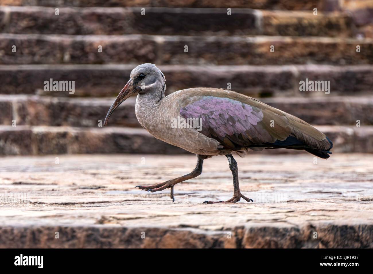 Hadada Ibis oiseau en gros plan marchant contre un mur de briques. Afrique du Sud Banque D'Images
