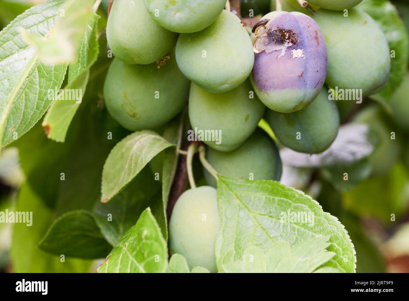 Fruit de prune de Victoria avec maladie fongique de la pourriture brune (Monilinia fructicola) Banque D'Images