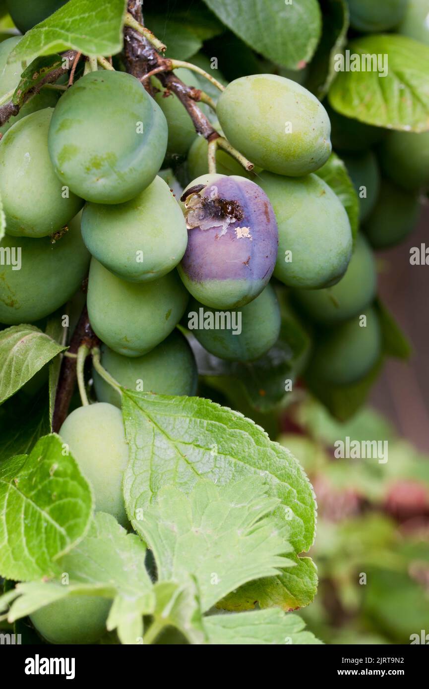 Fruit de prune de Victoria avec maladie fongique de la pourriture brune (Monilinia fructicola) Banque D'Images