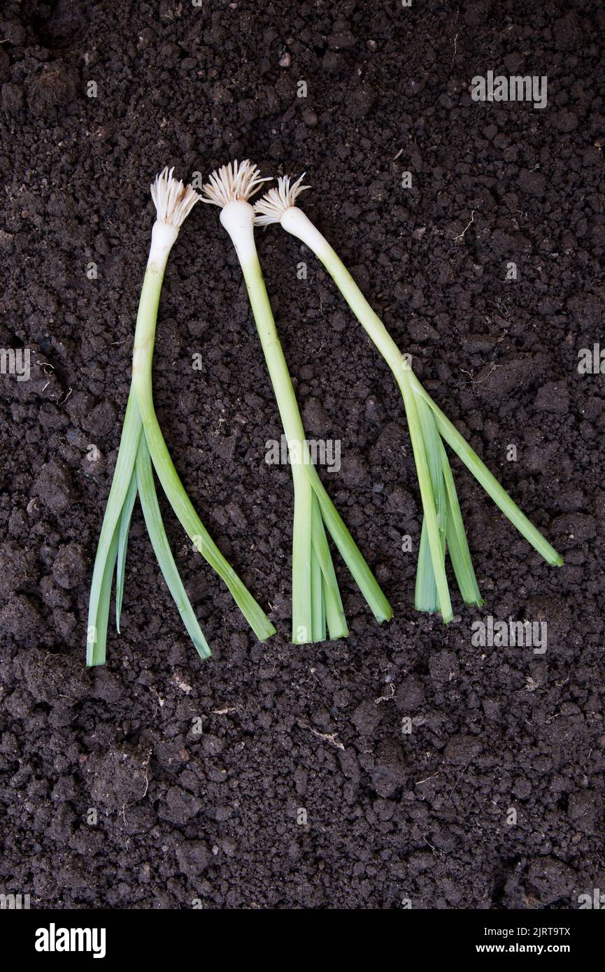 Les plantes de poireaux, Musselburgh, taillées prêtes pour la plantation Banque D'Images