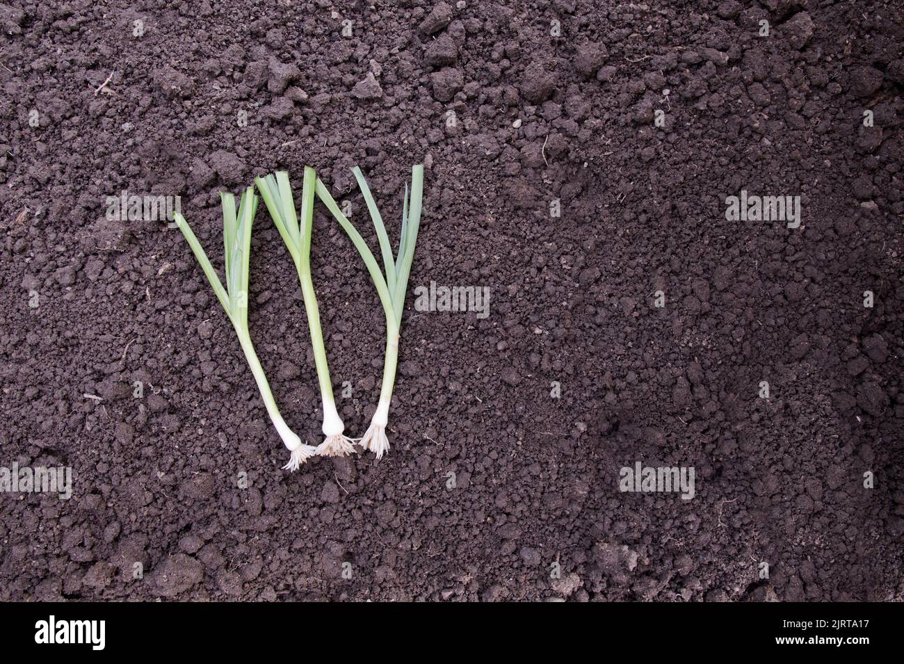 Les plantes de poireaux, Musselburgh, taillées prêtes pour la plantation Banque D'Images