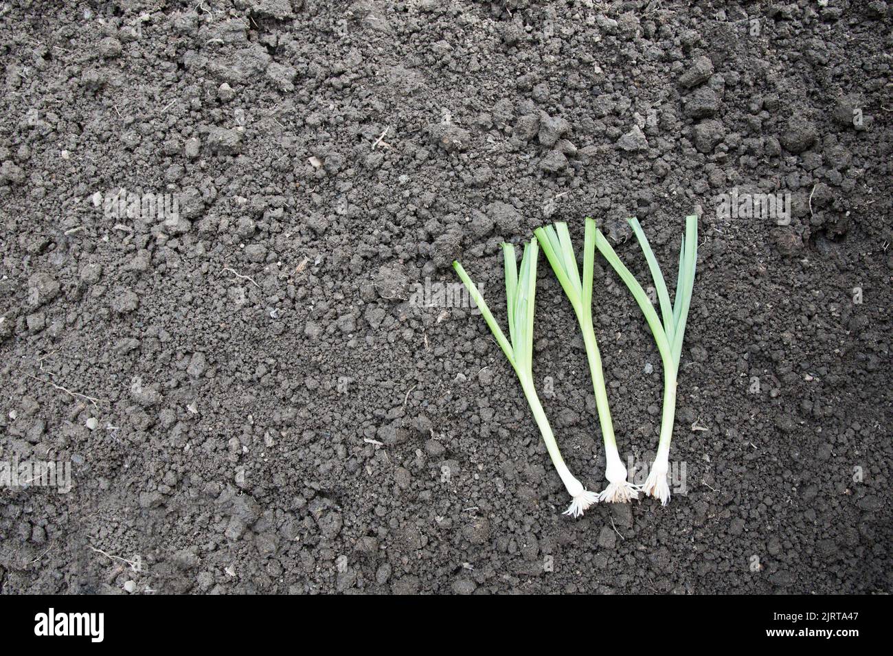 Les plantes de poireaux, Musselburgh, taillées prêtes pour la plantation Banque D'Images
