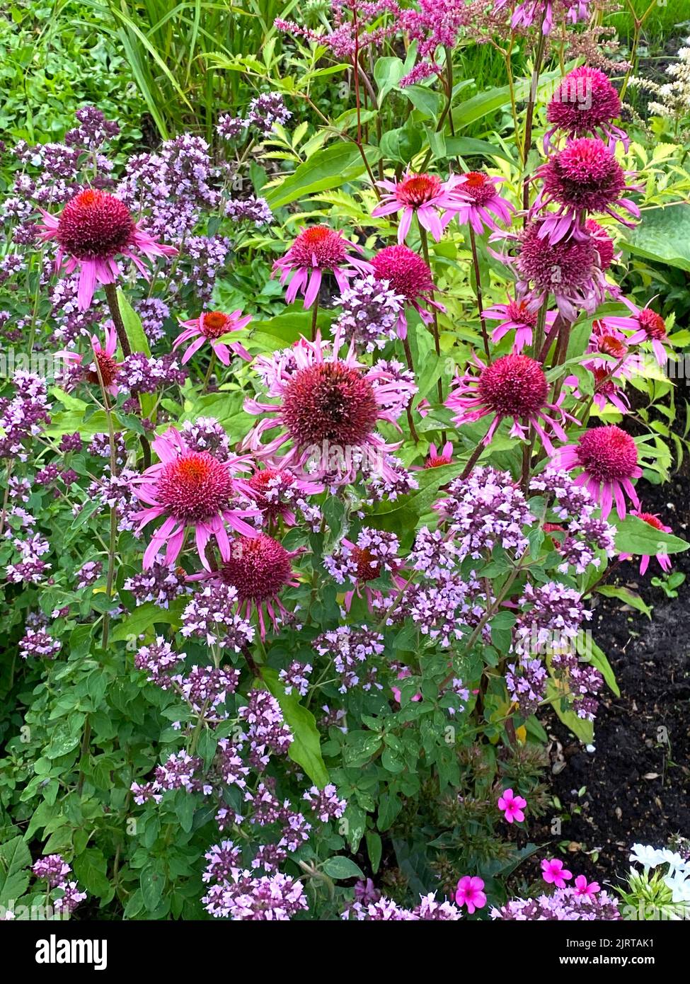échinacée rose et origan en lit de fleurs Banque D'Images