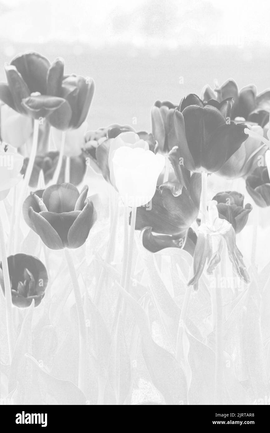 Magnifiques tulipes et fleurs de printemps poussant dans le jardin de fleurs ensoleillé dans un négatif noir et blanc de film monochrome. Banque D'Images