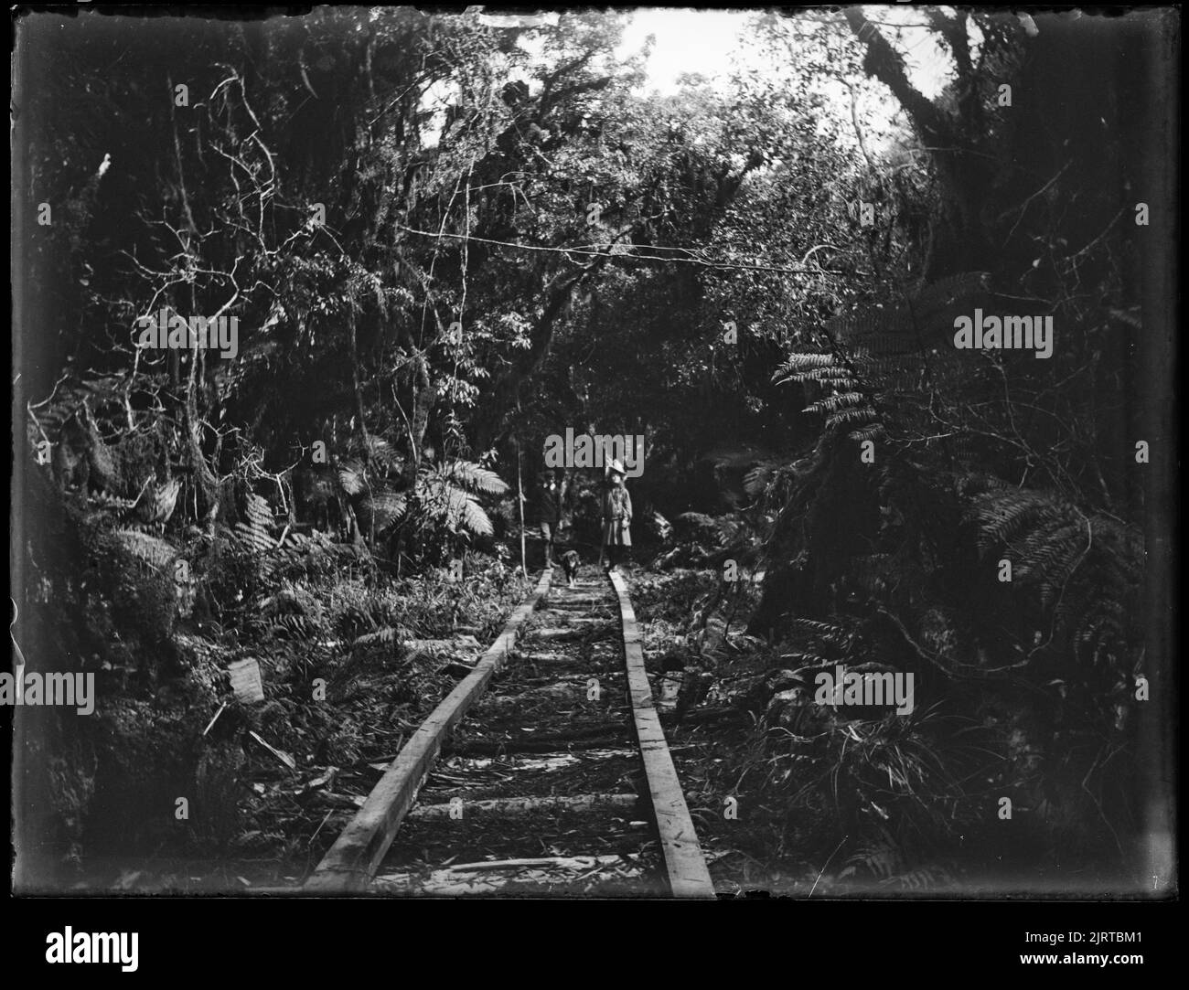 Ligne de tramway Bush, partie supérieure de la rivière Makahika, 08 janvier 1906, Wellington, par Leslie Adkin. Don de la famille G. L. Adkin, 1964. Banque D'Images
