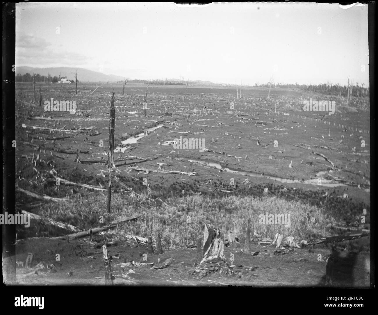 Trébuchement McDonald Paddock, 17 octobre 1907, 17 octobre 1907, Levin, par Leslie Adkin. Don de la famille G. L. Adkin, 1964. Banque D'Images