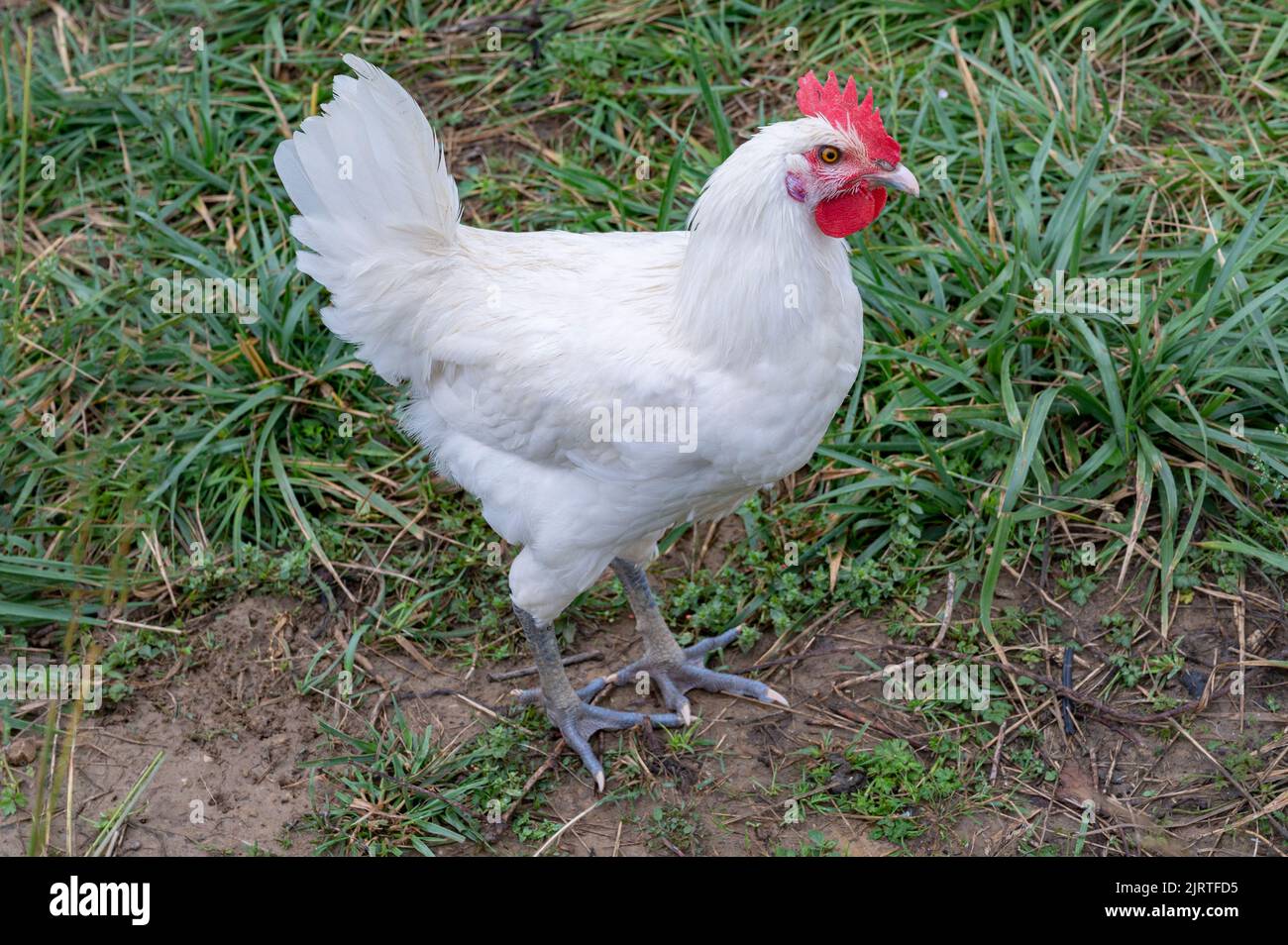 Bleu, rouge, blanc : le poulet de Bresse présente fièrement les couleurs nationales de la France et est donc très estimé comme la volaille nationale de France Banque D'Images