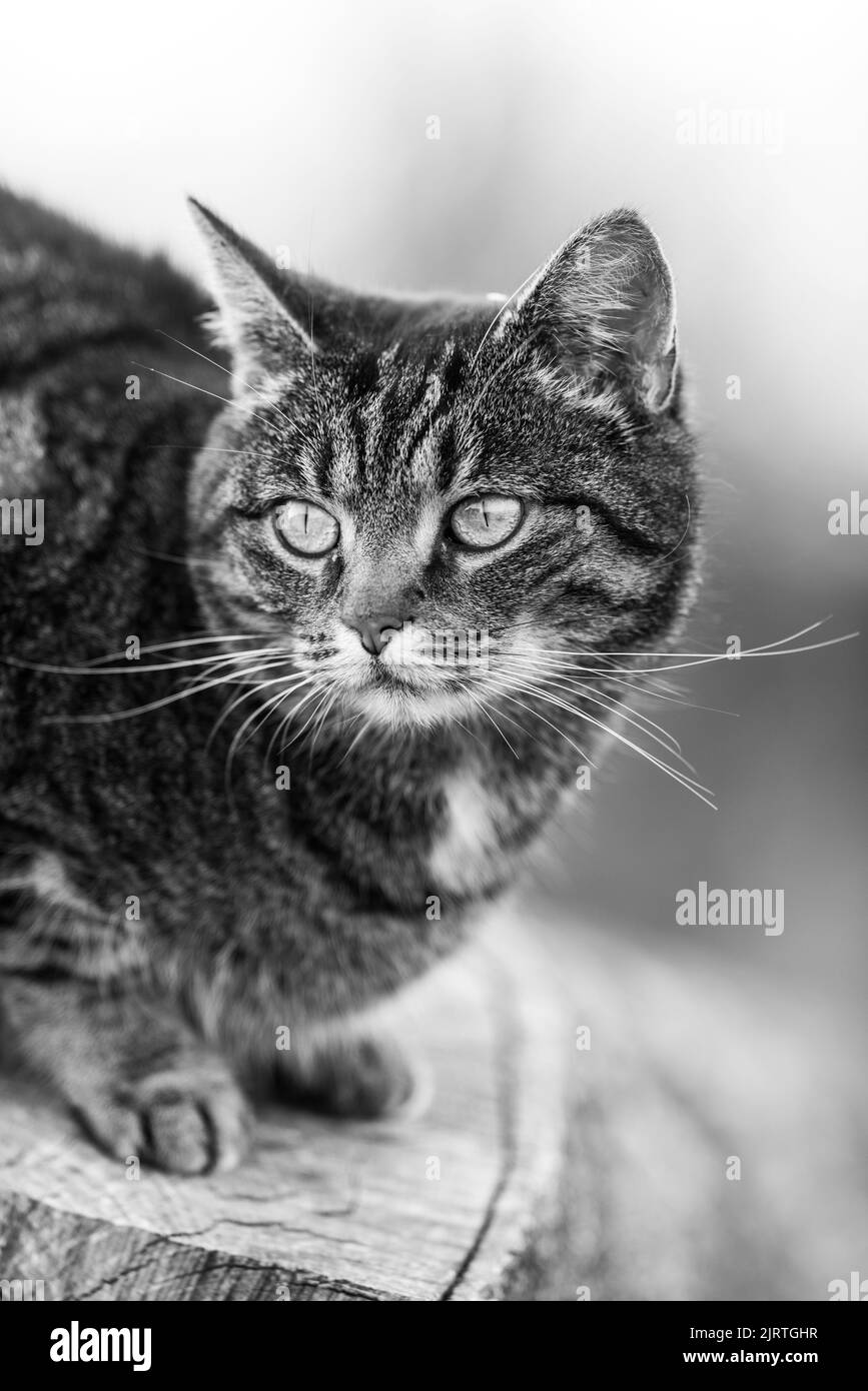 mignon chat. à la recherche de nourriture, assis un temps d'attente reposant sur quelque chose à faire. Banque D'Images