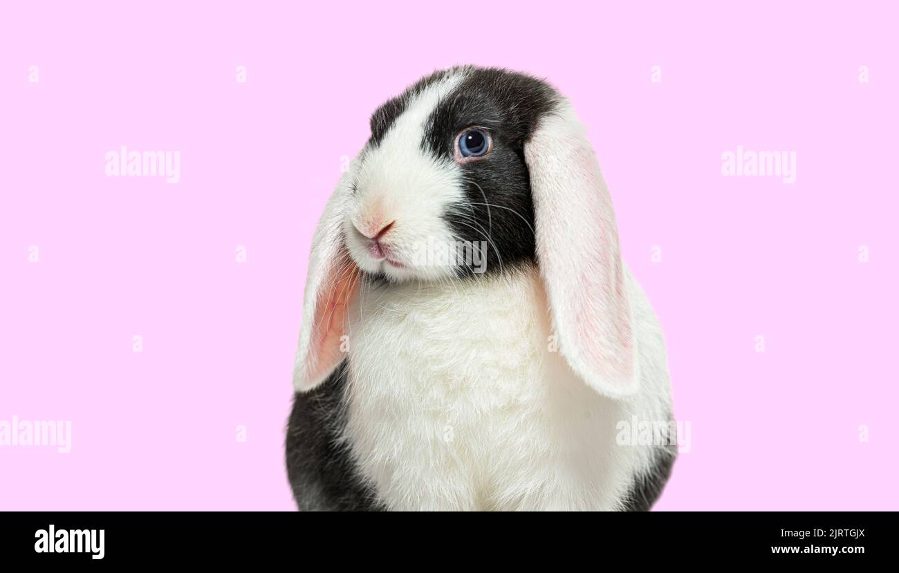 Photo de tête de lapin noir et blanc à œil bleu sur fond rose Banque D'Images