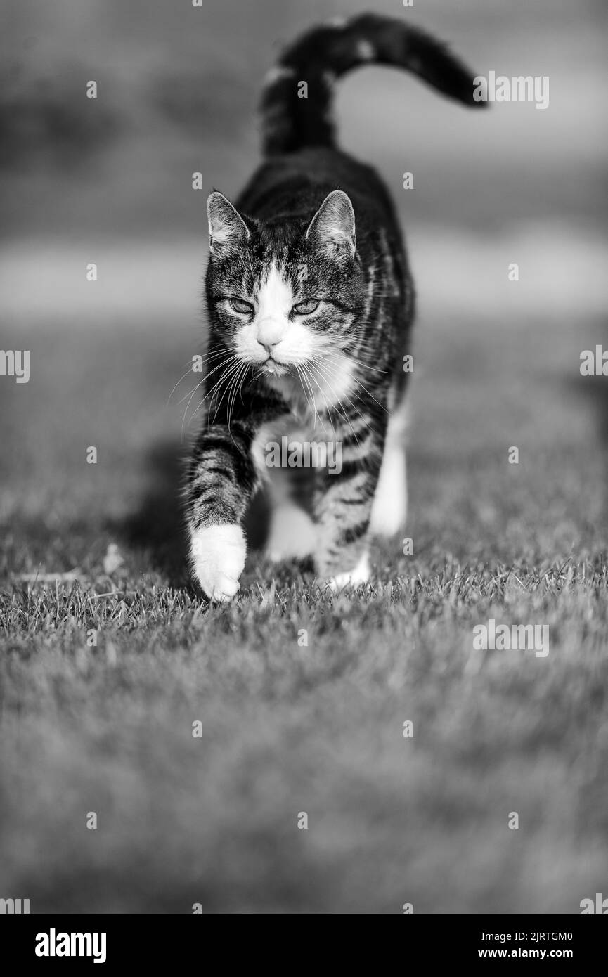 mignon chat. à la recherche de nourriture, assis un temps d'attente reposant sur quelque chose à faire. Banque D'Images