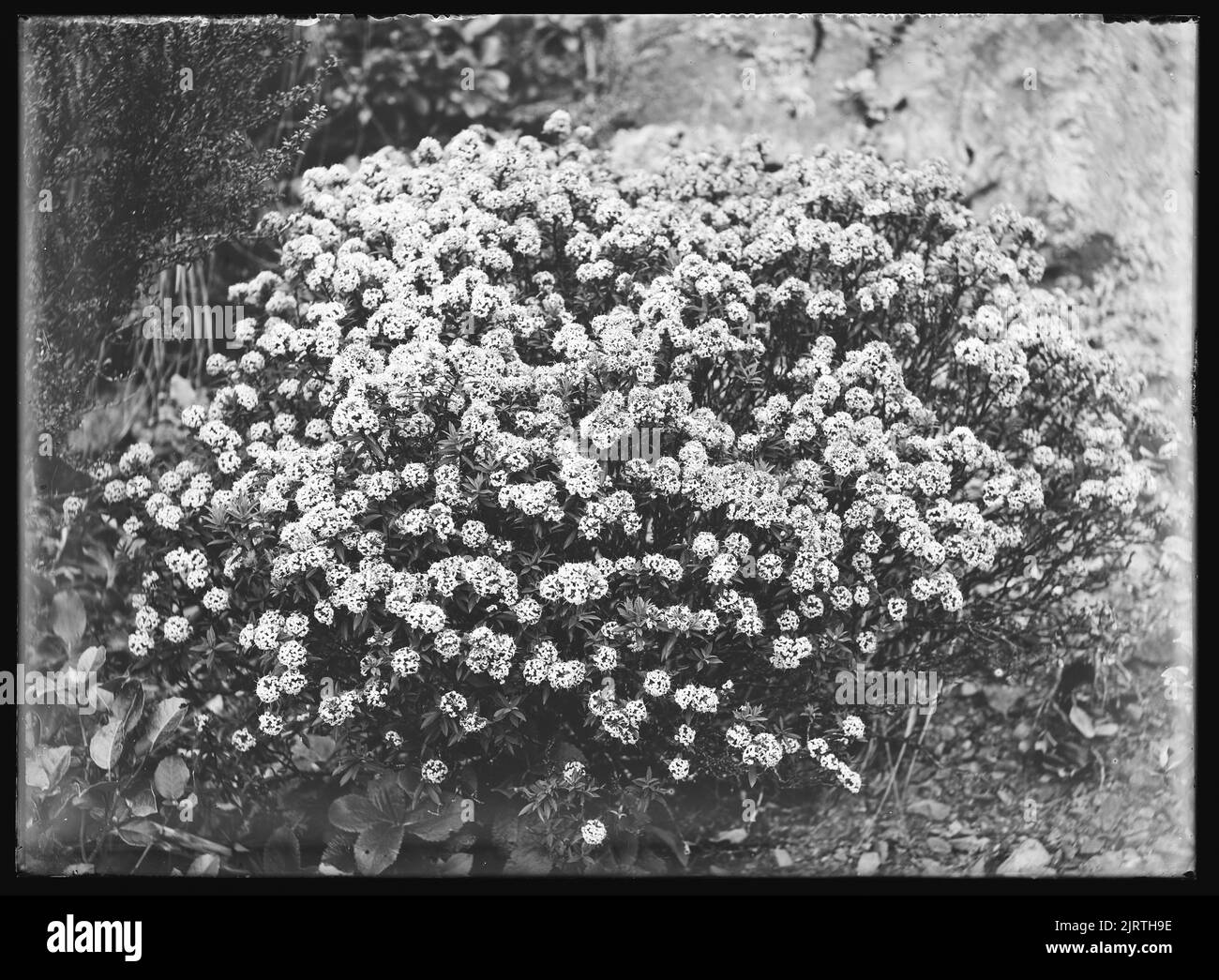 Ascension botanique du mont Waiopehu : 6 février 1928-7 1928 février 07 février 1928, North Island, par Leslie Adkin. Don de la famille G. L. Adkin, 1964. Banque D'Images