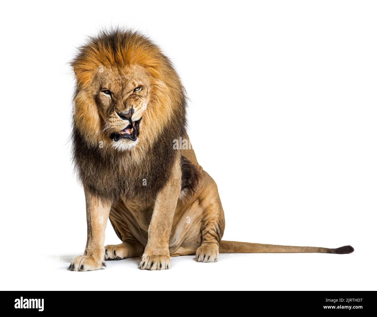 Lion tirant un visage et regardant la caméra, isolé sur blanc Banque D'Images