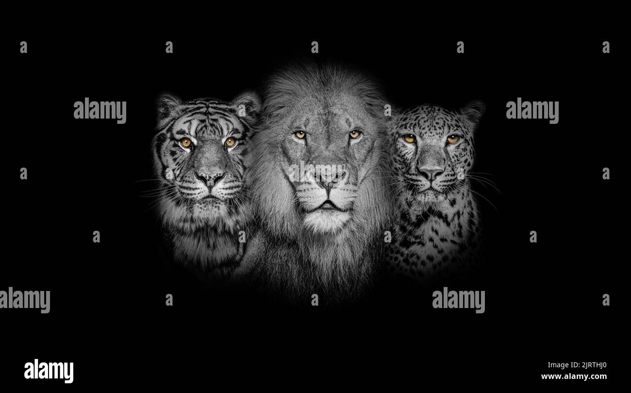 Portrait noir et blanc d'un Lion, d'un tigre et d'un léopard, ensemble sur fond noir, yeux jaunes Banque D'Images