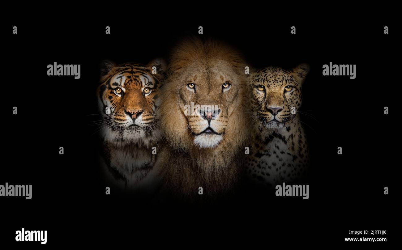 Grands chats : Lion, tigre et léopard tacheté, ensemble sur fond noir Banque D'Images