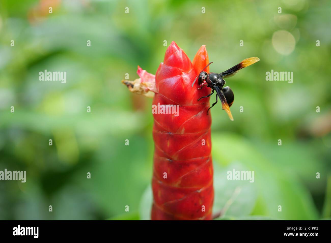 Abeille volante collectant le pollen à la fleur jaune. Banque D'Images