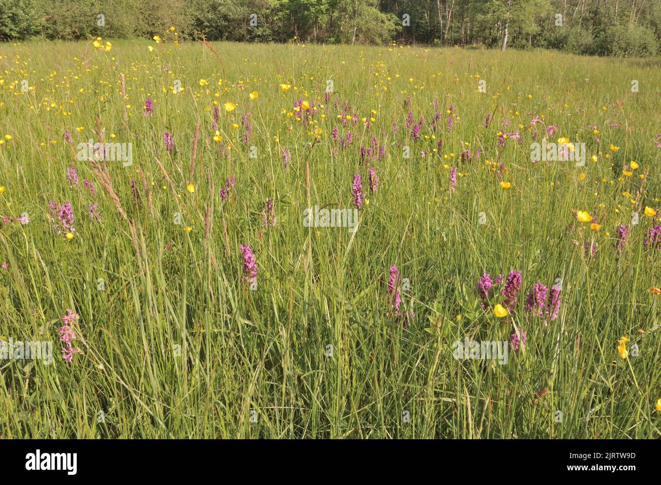 Orchidée tachetée Heath - Orchidée Hardy - Orchidée tachetée Moorland (Dactylorhiza maculata - Orcis maculata) floraison au printemps dans un pré belge Banque D'Images