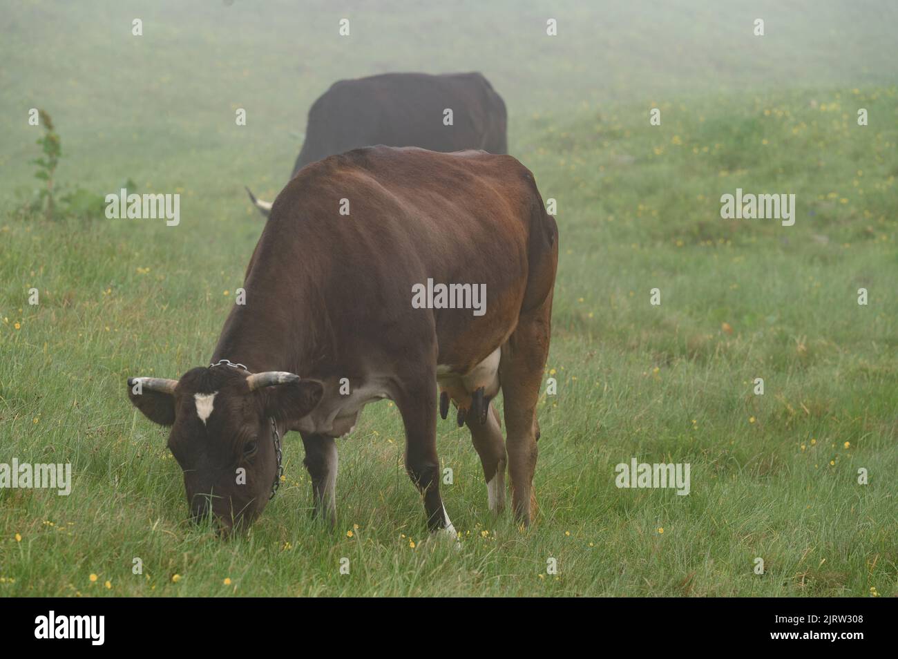 Des vaches de couleur sombre se broutent sur les prairies carpates d'Ukraine, un voyage à travers les Carpates. Banque D'Images