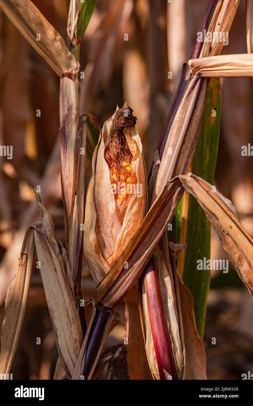 Le maïs flétrit après la sécheresse dans la crise climatique, en Europe Banque D'Images