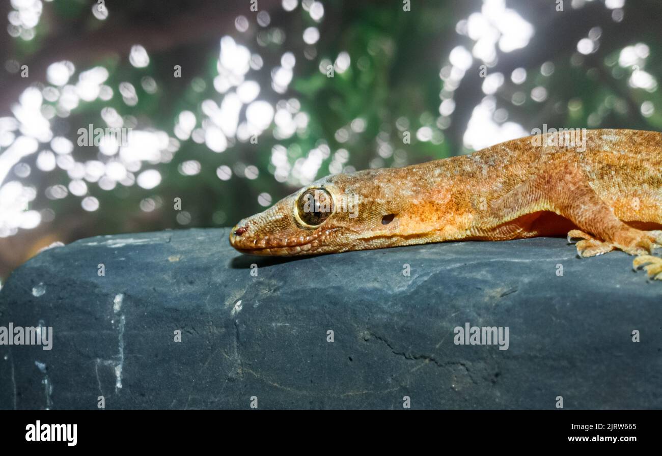 tout sur la nature et les animaux sauvages vivant dans les climats tropicaux, en particulier en asie du sud-est Banque D'Images