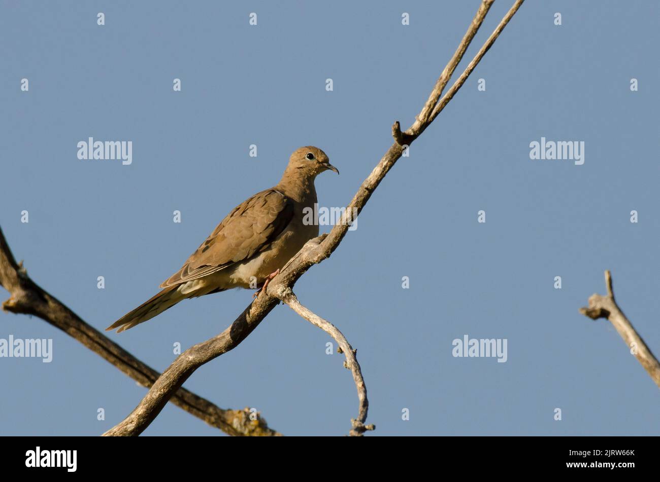 La tourterelle triste (Zenaida macroura), Banque D'Images